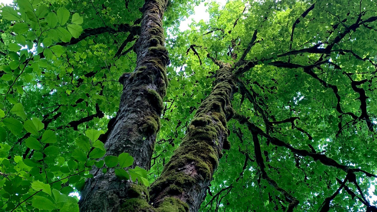 260504_CERTANIA_IFU-CERT_AI_baum_perspektive_wald_nachhaltigkeit