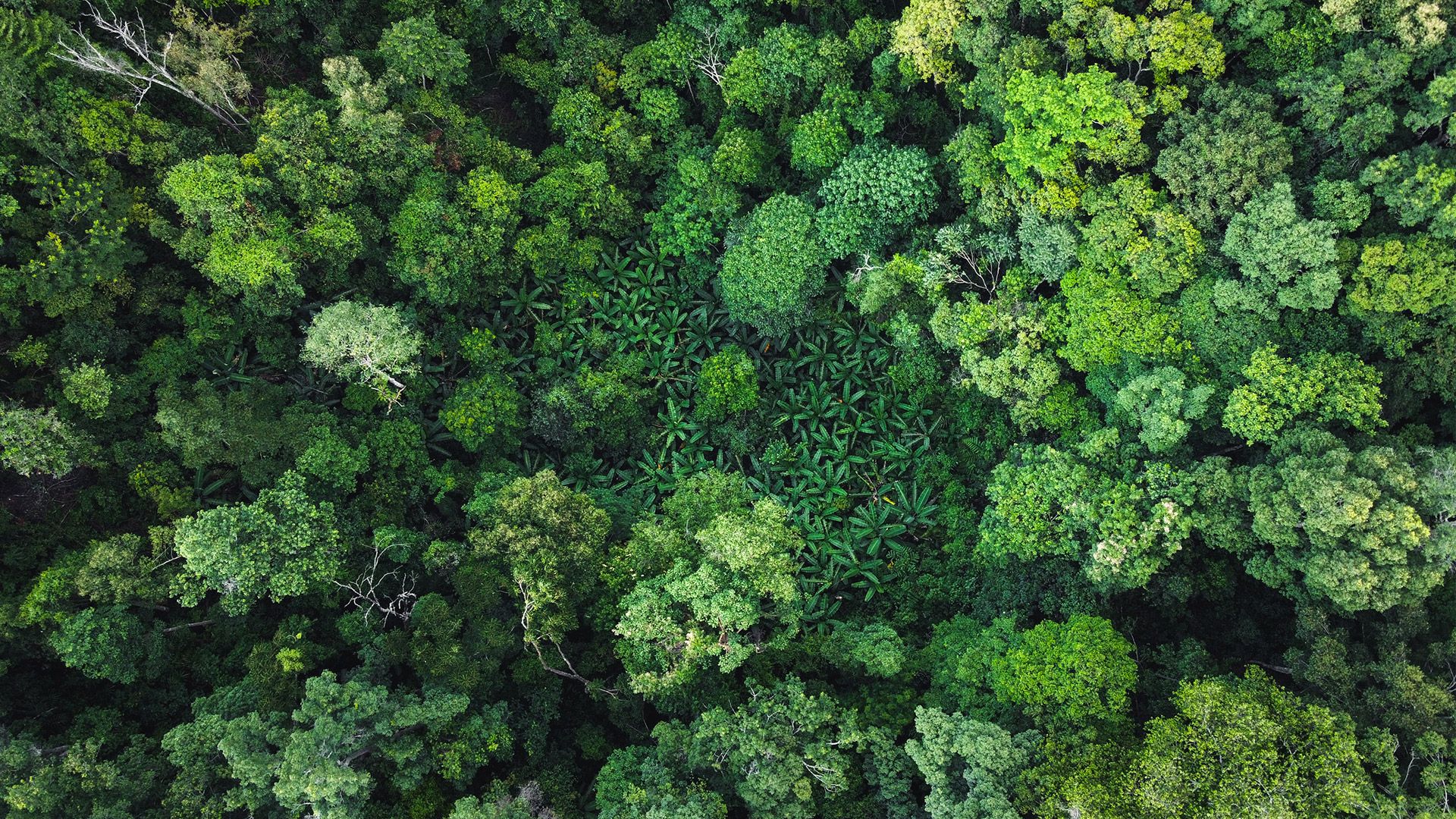 260504_CERTANIA_IFU-CERT_AI_luftaufnahme_wald_natur_nachhaltigkeit 260504_CERTANIA_IFU-CERT_AI_luftaufnahme_wald_natur_nachhaltigkeit