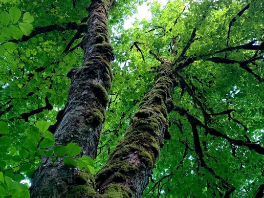 260504_CERTANIA_IFU-CERT_AI_baum_perspektive_wald_nachhaltigkeit